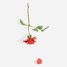 Yoshihiro Suda, Rose, 2003, painted and carved wood in two parts