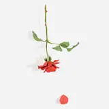 Yoshihiro Suda, Rose, 2003, painted and carved wood in two parts