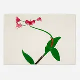 Ed Baynard, Pomegranate Red Orchid, 1980, aquatint in colors