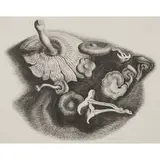 Wanda Gág, Mushrooms, 1932