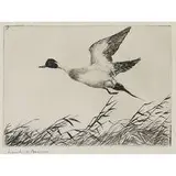 Frank Weston Benson, Flying Pintail, 1927