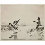 Frank Weston Benson, Pair of Pintails, 1930