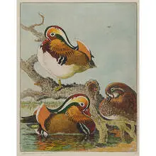 Benson Bond Moore, Mandarin Ducks