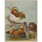 Benson Bond Moore, Mandarin Ducks