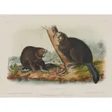 John James Audubon, American Beaver, Plate XLVI, No. 10