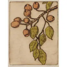 Bertha Jaques, Eucalyptus Balls, 1933