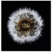 Antoine Schneck, Pissenlit B, 2017, archival pigment print mounted to board behind Plexiglas