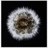 Antoine Schneck, Pissenlit B, 2017, archival pigment print mounted to board behind Plexiglas