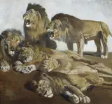 Julius Moessel, A Pride of Lions, oil on canvas laid down