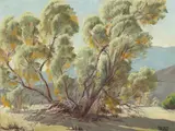 Sam Hyde Harris, Desert Smoke Tree