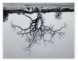Rodney Graham, Oak Tree, Red Bluff #8