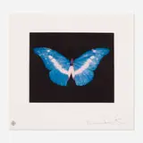 To Belong - Butterfly by Damien Hirst, 2008, etching in colors on wove paper, sold Jan 2020