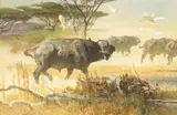Bob Kuhn, The Stampeding of the Old Bachelor Bulls