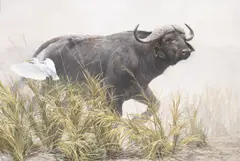 Robert Bateman, African Cape Buffalo, oil on canvas