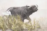 Robert Bateman, African Cape Buffalo