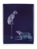 William Wegman, Pulpit