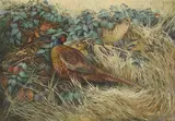 Berrisford Hill, Untitled, oil on canvas 53.5 x 76cm .