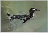 Raymond Ching, Untitled, b.1939) 'The Great Auk imagined off Eldey Island' offset lithograph in colours