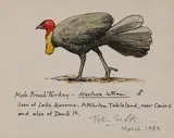 Sir Peter Markham Scott, Untitled, watercolour and pen and ink 12 x 14.3cm