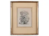 Antonín Mánes, Sketch of a Tree, First half of 19th century, Pencil on paper