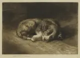 Herbert Dicksee, Untitled, puppy sleeping soundly etching on vellum