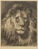 Herbert Dicksee, Untitled, full face early etching on paper
