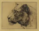 Herbert Dicksee, Untitled, looking right to left early original etching on paper