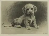 Herbert Dicksee, Untitled, sitting etching