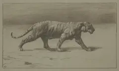 Herbert Dicksee, Untitled, Herbert Thomas Dicksee RE (1862-1942) Study of a Tiger stone lithograph on paper