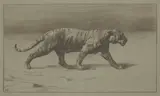 Herbert Dicksee, Untitled, Herbert Thomas Dicksee RE (1862-1942) Study of a Tiger stone lithograph on paper