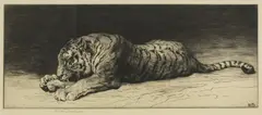 Untitled by Herbert Dicksee, Herbert Thomas Dicksee RE (1862-1942) ‘Study of a Tiger Eating’ etching, sold Jun 2021