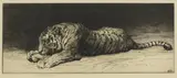Herbert Dicksee, Untitled, Herbert Thomas Dicksee RE (1862-1942) ‘Study of a Tiger Eating’ etching