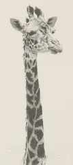 Pip McGarry, Untitled, pencil 59 x 26.5cm To be sold for the benefit of Marwell Zoological Park