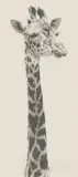 Pip McGarry, Untitled, pencil 59 x 26.5cm To be sold for the benefit of Marwell Zoological Park