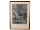Johann Elias Ridinger, Trot on a Longe Line