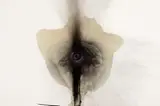 Otto Piene, Feuerblume, 1972, Öl und Ruß auf Leinwand