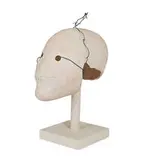 Daisy Youngblood, Wired Skull aka Wired Waitress, 1977, Low-fire clay and wire