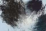 Hans Hartung, T 1981 – H 12
