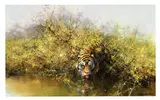 David Shepherd, Tiger, Oil on canvas