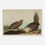 John James Audubon, Cock of the Plains (Plate CCCLXXI) (from The Birds of America, by Robert Havell), 1837, hand-colored engraving with aquatint and etching on J Whatman