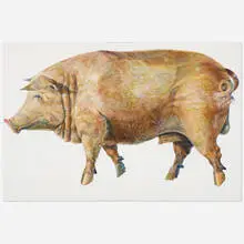 Don Nice, Pig, 1969, oil on canvas