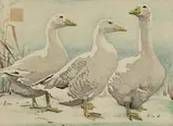 Arthur Rigden Read, Untitled, c1932 woodcut in colour