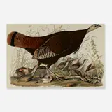 John James Audubon, Great American Hen and Young (Plate IV) (from The Birds of America, by Robert Havell), 1827, hand-colored engraving with aquatint and etching on J Whatman