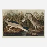 John James Audubon, Night Heron and Qua Bird (Plate CCXXXVI) (from The Birds of America, by Robert Havell), 1835, hand-colored engraving with aquatint and etching on J Whatman
