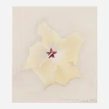 Joseph Stella, Hibiscus, 1937, silverpoint and crayon pencil on paper