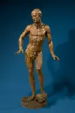 Franz Xaver Seegen, Akademisches männliches Aktmodell, 1783, Lindenholz, geschnitzt. 163 cm (64 ⅛ in.)