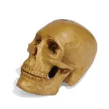 Folk Art, realistically carved wood life-size skull
