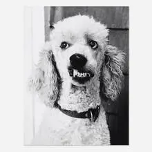 Greg Nickson, Untitled (Wishbone poodle), c. 1990, gelatin silver print