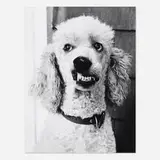 Greg Nickson, Untitled (Wishbone poodle), c. 1990, gelatin silver print