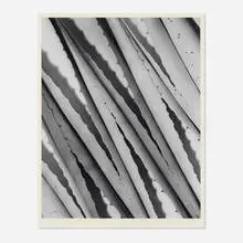 Imogen Cunningham, Agave Design, gelatin silver print